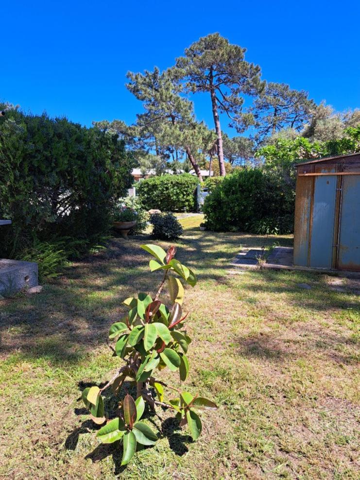 Mini Jardin 50 M *